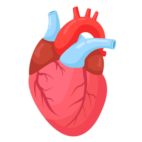 Cardiovascular & Cerebrovascular