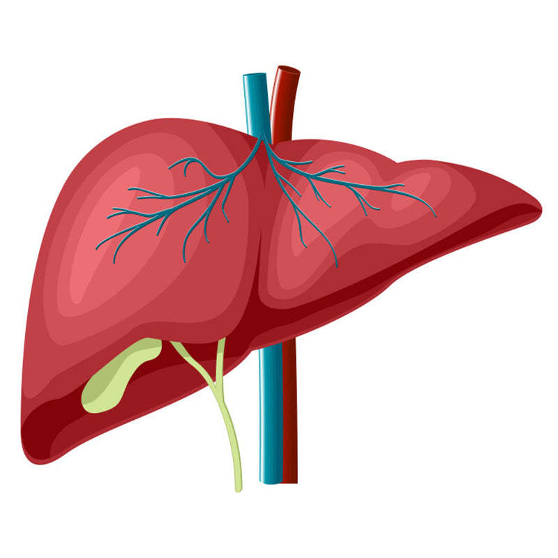 Liver & Gallbladder