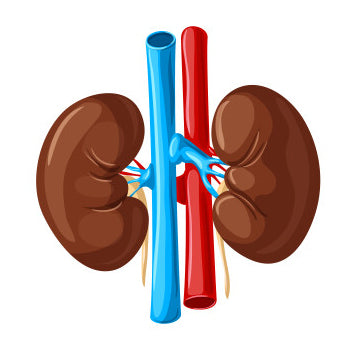 Kidney & Urinary System
